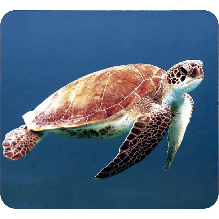 Diapositivas marinas