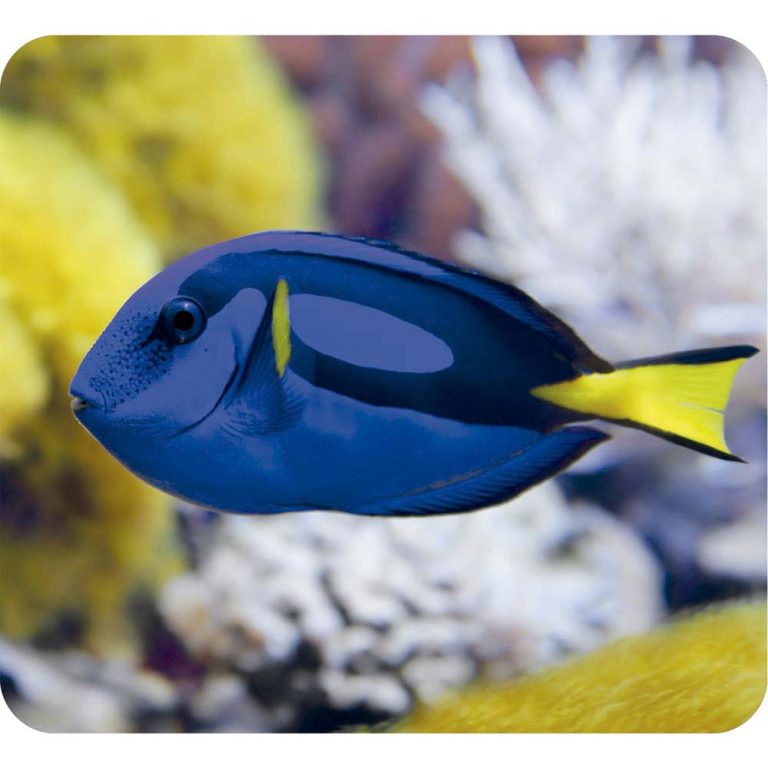 LINTERNA PROYECTOR MARINA