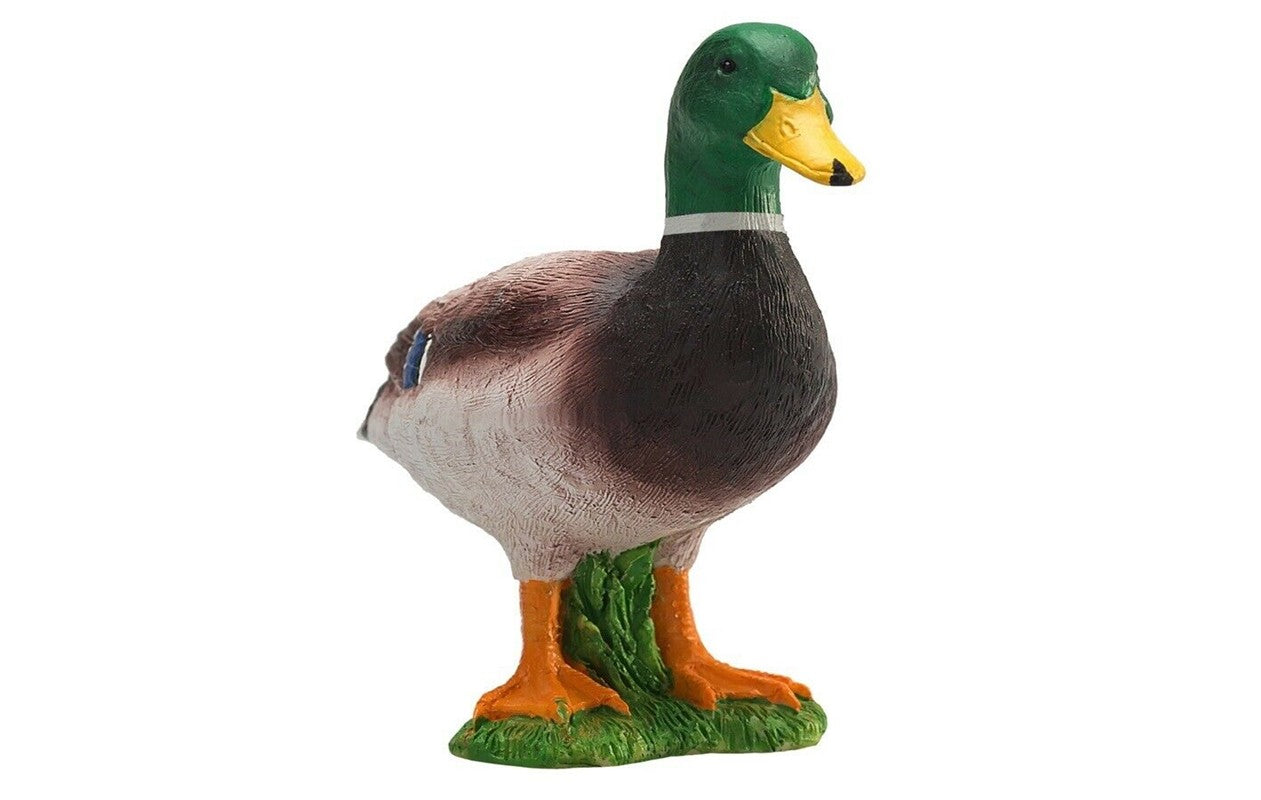 Pato real