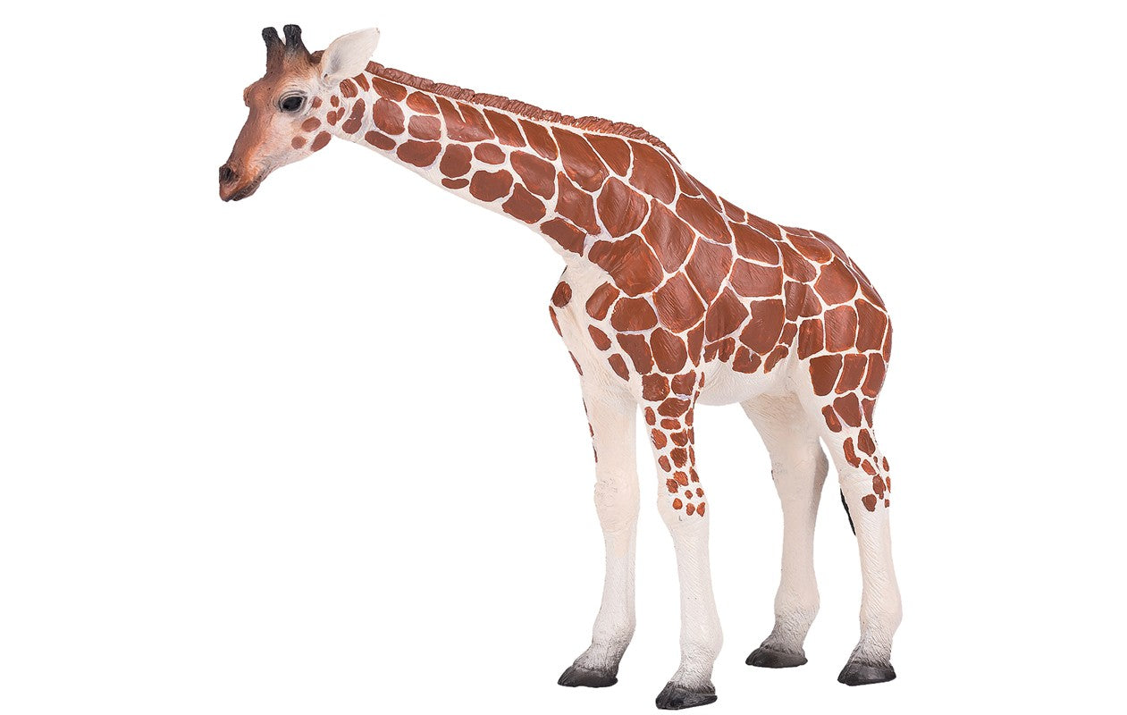 Jirafa Agachada