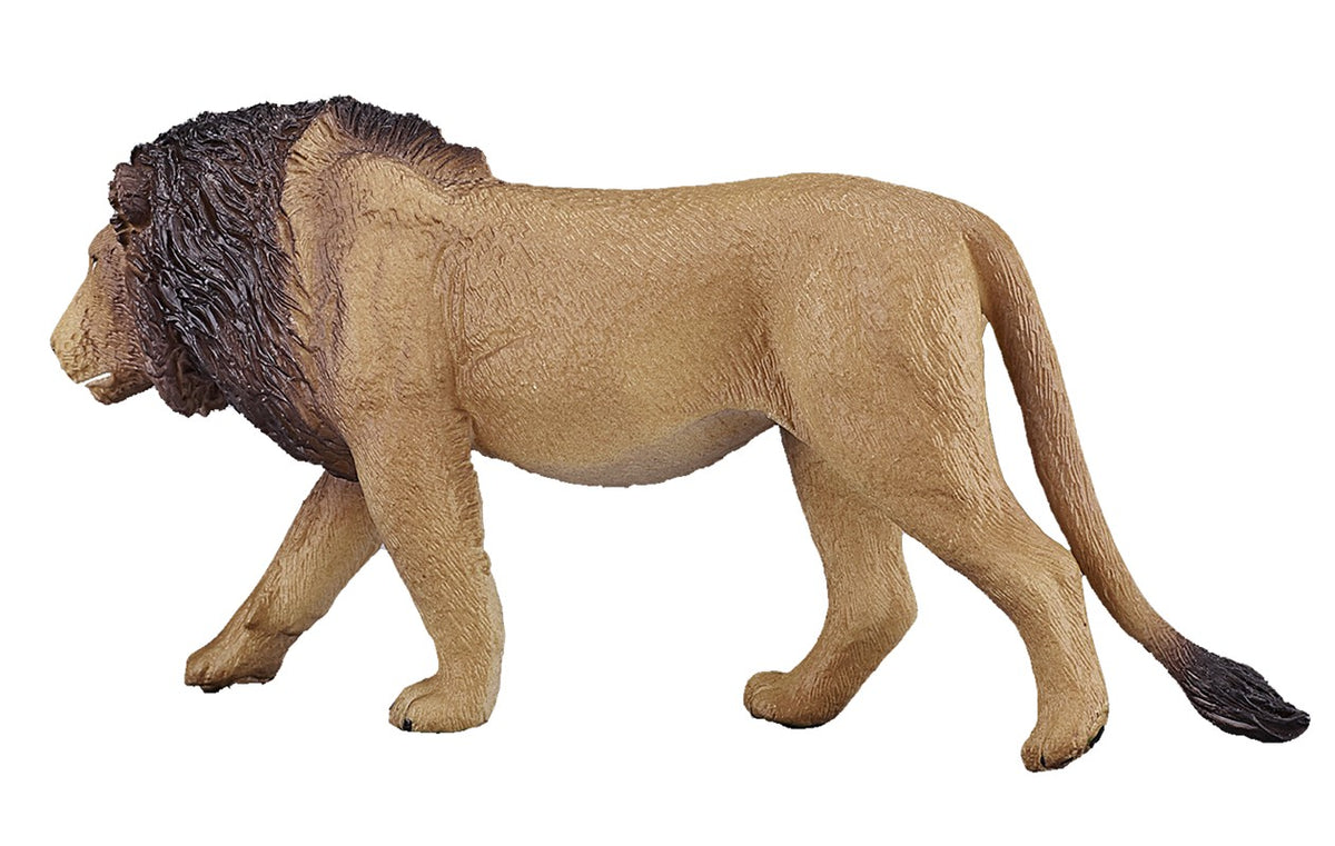 León macho