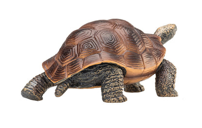 Tortuga gigantes